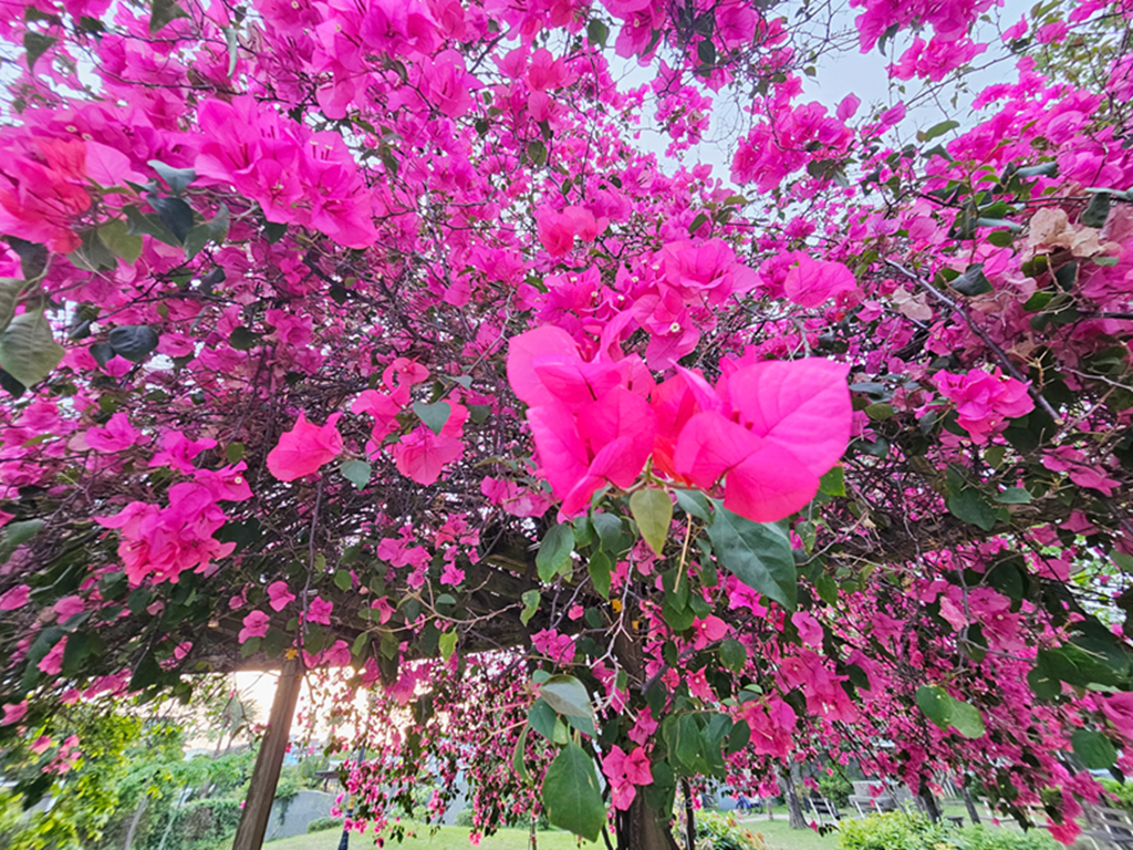 【台中特色公園】綠色多功能滑梯組~大里九二一紀念公園|鳥巢盪鞦韆|搖搖馬|季節限定九重葛|臺中美樂地 - 第16張圖