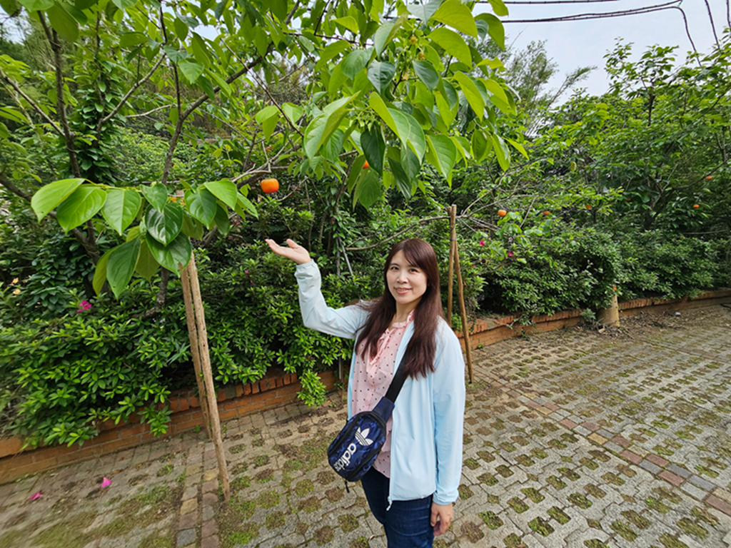 【新竹景點】秋天限定曬柿場~金漢柿餅教育農園|體驗・手作・柿染|新埔親子一日遊 - 第3張圖