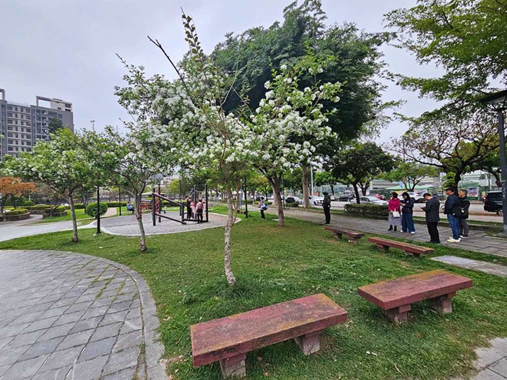 【台中特色公園】大碗公溜滑梯 ~北屯廍興公園｜野餐草地 + 健康步道｜季節限定流蘇花｜臺中美樂地