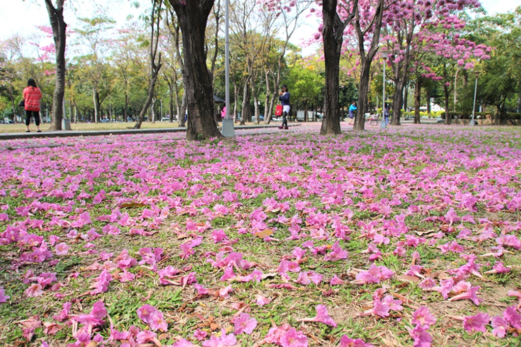 【台中特色公園】季節限定洋紅風鈴木~東區大智公園｜小山丘溜滑梯｜春天療癒心靈的小公園 🌸｜臺中美樂地