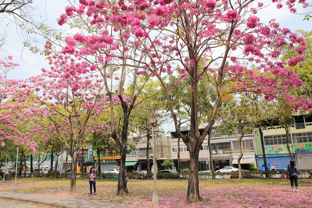 【台中特色公園】季節限定洋紅風鈴木~東區大智公園｜小山丘溜滑梯｜春天療癒心靈的小公園 🌸｜臺中美樂地