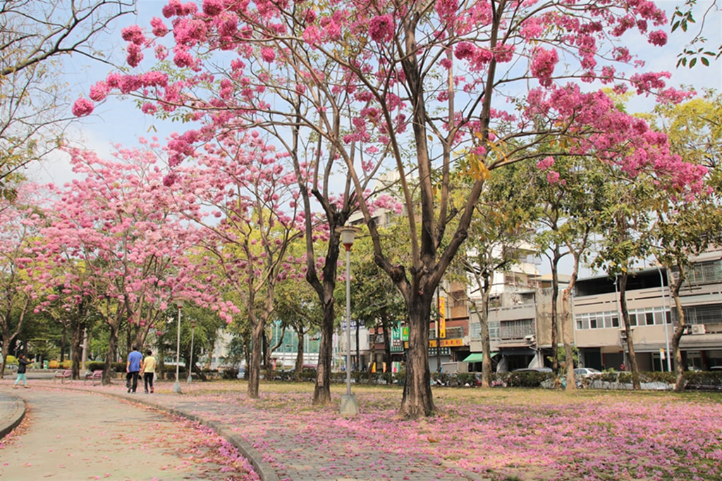 【台中特色公園】季節限定洋紅風鈴木~東區大智公園｜小山丘溜滑梯｜春天療癒心靈的小公園 🌸｜臺中美樂地