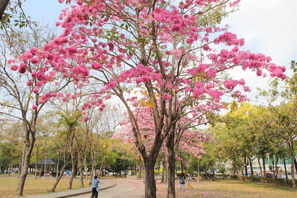 【台中特色公園】季節限定洋紅風鈴木~東區大智公園｜小山丘溜滑梯｜春天療癒心靈的小公園 🌸｜臺中美樂地