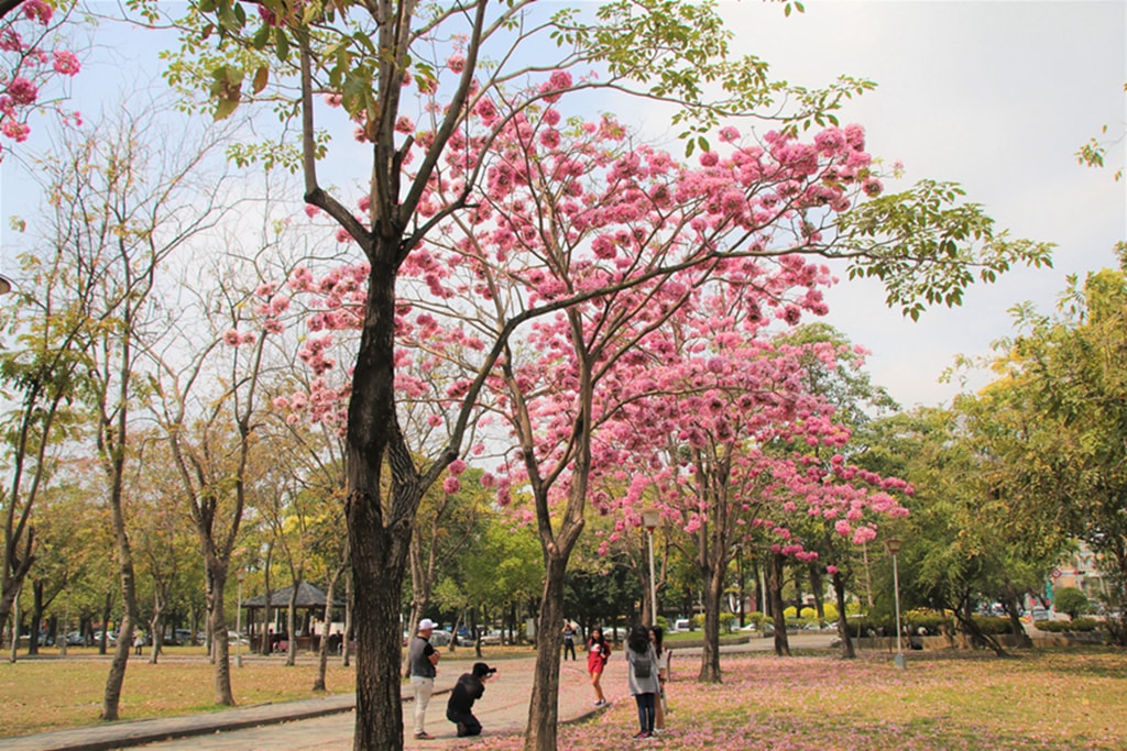 【台中特色公園】季節限定洋紅風鈴木~東區大智公園｜小山丘溜滑梯｜春天療癒心靈的小公園 🌸｜臺中美樂地