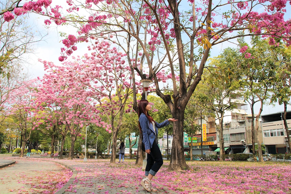 【台中特色公園】季節限定洋紅風鈴木~東區大智公園｜小山丘溜滑梯｜春天療癒心靈的小公園 🌸｜臺中美樂地