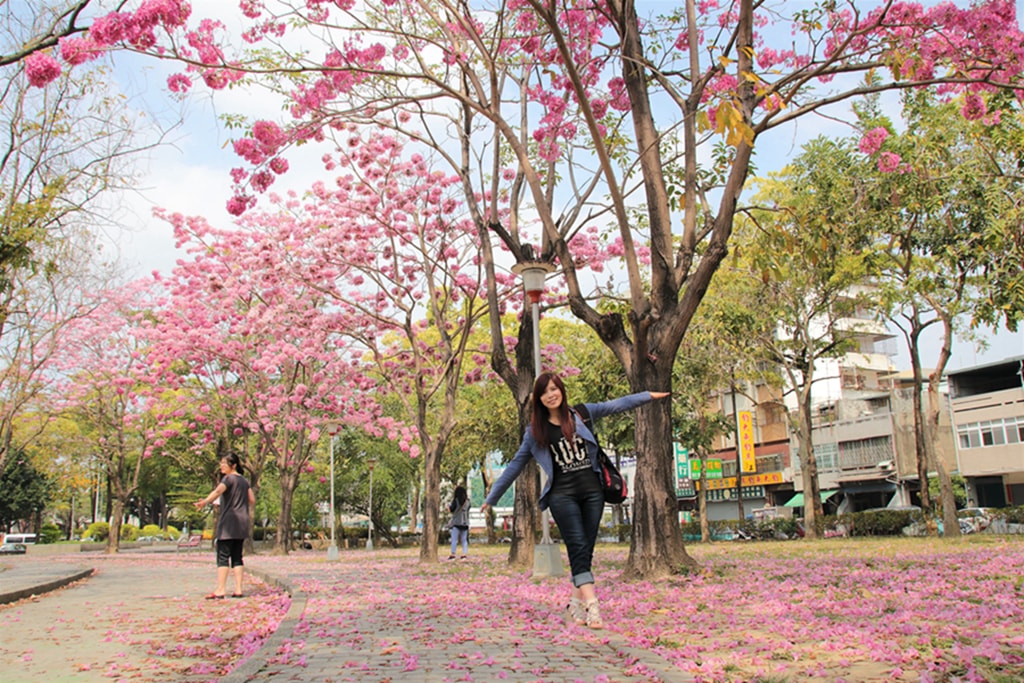 【台中特色公園】季節限定洋紅風鈴木~東區大智公園｜小山丘溜滑梯｜春天療癒心靈的小公園 🌸｜臺中美樂地