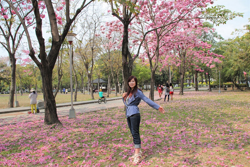 【台中特色公園】季節限定洋紅風鈴木~東區大智公園｜小山丘溜滑梯｜春天療癒心靈的小公園 🌸｜臺中美樂地