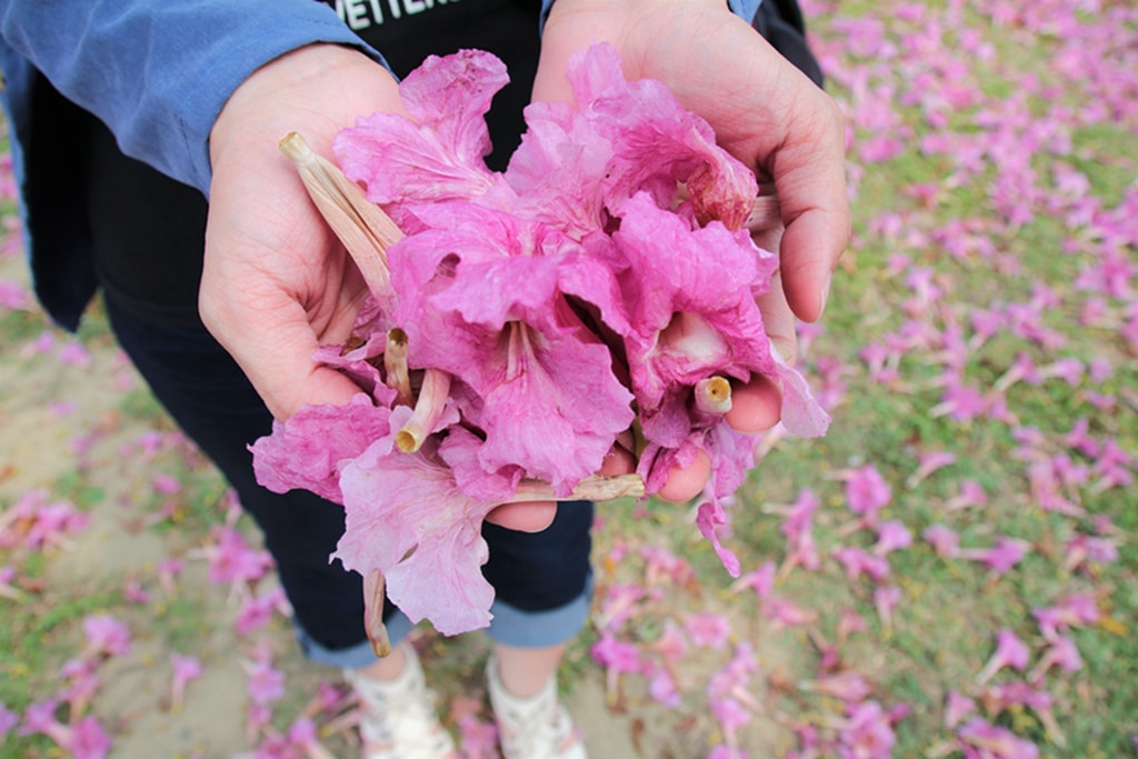 【台中特色公園】季節限定洋紅風鈴木~東區大智公園｜小山丘溜滑梯｜春天療癒心靈的小公園 🌸｜臺中美樂地