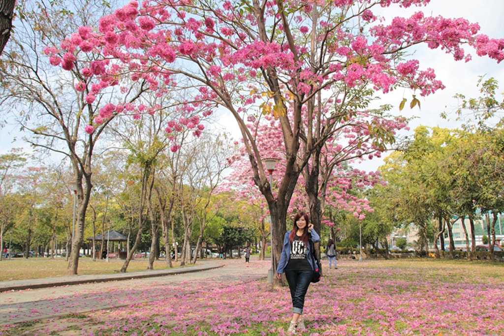 【台中特色公園】季節限定洋紅風鈴木~東區大智公園｜小山丘溜滑梯｜春天療癒心靈的小公園 🌸｜臺中美樂地