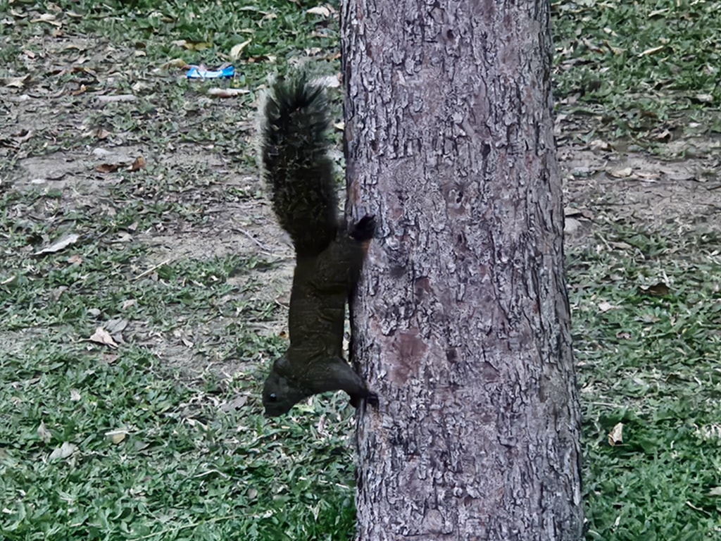 【台中特色公園】林間探索遊戲場~北屯兒童公園|假日能量補給站|高空探索+攀爬區|放電、野餐、散步的小天地|臺中美樂地 - 第28張圖 【台中特色公園】林間探索遊戲場~北屯兒童公園|假日能量補給站|高空探索+攀爬區|放電、野餐、散步的小天地|臺中美樂地