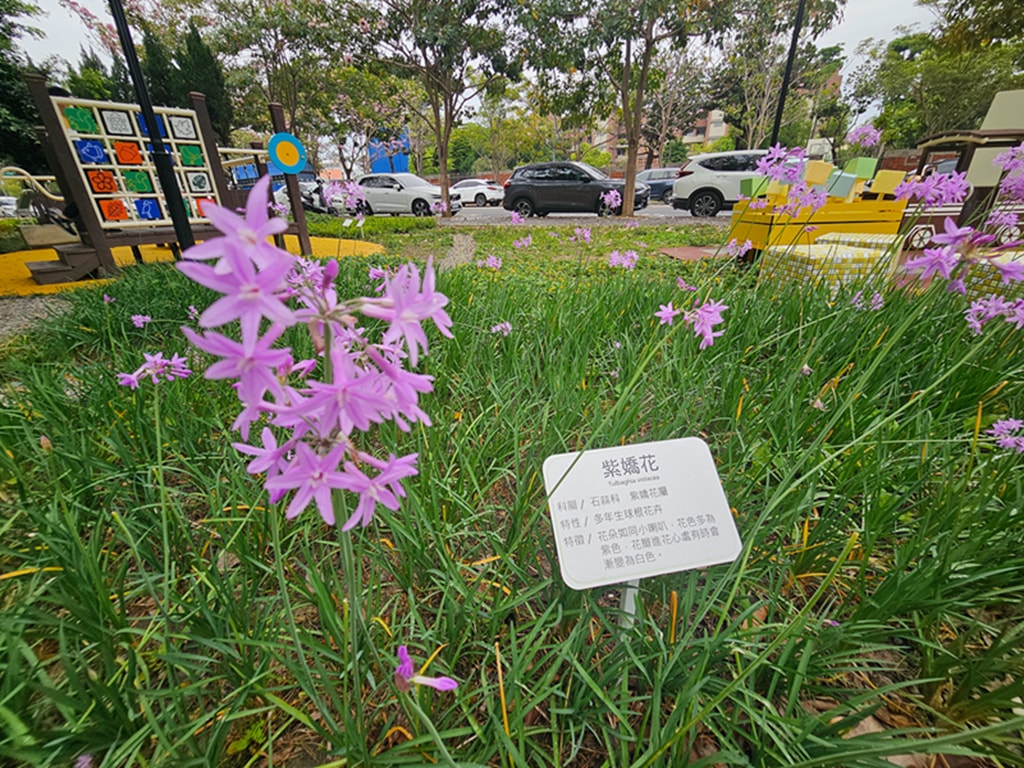 【台中特色公園】糖業故事結合親水景觀~東區蜜糖公園|糖業小火車遊戲區|紫嬌花步道|臺中美樂地 - 第5張圖 【台中特色公園】糖業故事結合親水景觀~東區蜜糖公園|糖業小火車遊戲區|紫嬌花步道|臺中美樂地